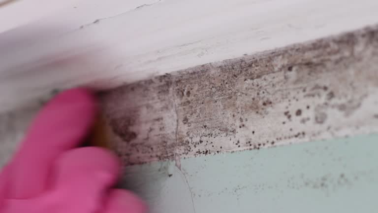 Best Mold Odor Removal Services  in USA